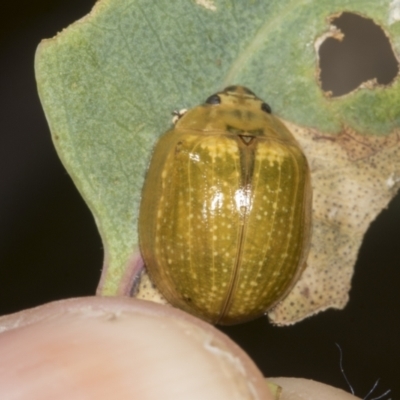 Paropsisterna cloelia (Eucalyptus variegated beetle) at Molonglo Valley, ACT - 8 Mar 2022 by AlisonMilton