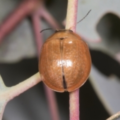 Paropsisterna cloelia at Molonglo Valley, ACT - 9 Mar 2022