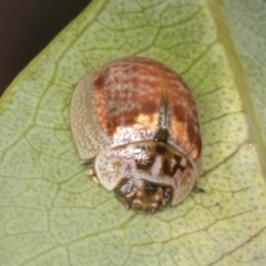 Paropsisterna m-fuscum (Eucalyptus Leaf Beetle) at Molonglo River Reserve - 8 Mar 2022 by AlisonMilton