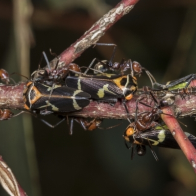 Eurymeloides pulchra (Gumtree hopper) at Kama - 8 Mar 2022 by AlisonMilton