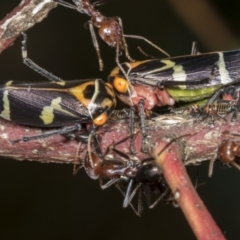 Eurymeloides pulchra at Molonglo Valley, ACT - 9 Mar 2022