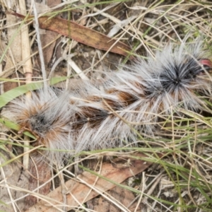 Anthela varia at Molonglo Valley, ACT - 9 Mar 2022