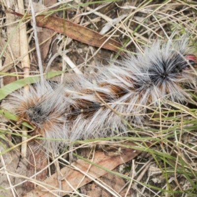 Anthela varia (Hairy Mary) at Molonglo River Reserve - 8 Mar 2022 by AlisonMilton