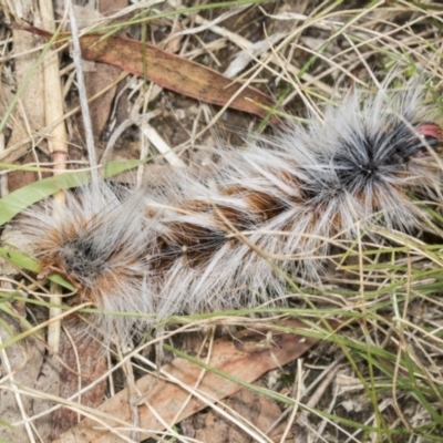 Anthela varia (Hairy Mary) at Molonglo Valley, ACT - 9 Mar 2022 by AlisonMilton