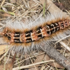 Anthela varia at Molonglo Valley, ACT - 9 Mar 2022 10:40 AM