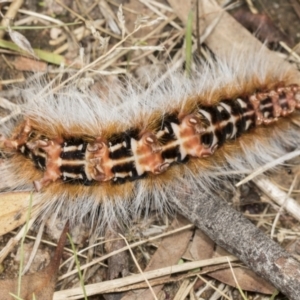 Anthela varia at Molonglo Valley, ACT - 9 Mar 2022