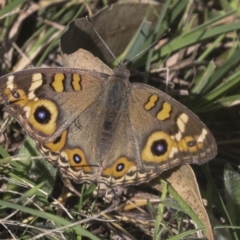 Junonia villida (Meadow Argus) at Molonglo River Reserve - 8 Mar 2022 by AlisonMilton