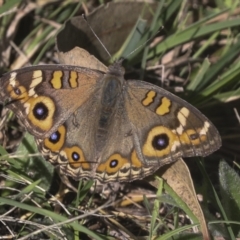 Junonia villida at Molonglo Valley, ACT - 9 Mar 2022