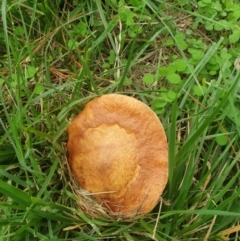 Unidentified Cap on a stem; pores below cap [boletes & stemmed polypores] at Turner, ACT - 15 Mar 2022 by LD12