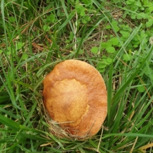 Suillus sp. at Turner, ACT - 16 Mar 2022