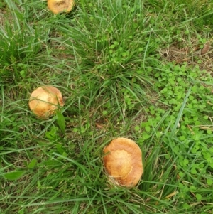 Suillus sp. at Turner, ACT - 16 Mar 2022