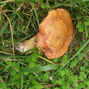 Suillus sp. at Turner, ACT - 16 Mar 2022