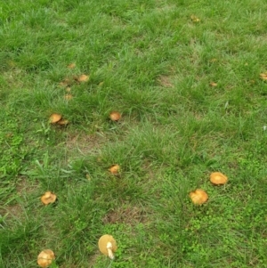 Suillus sp. at Turner, ACT - 16 Mar 2022