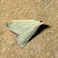 Ocrasa albidalis (A Pyralid moth) at Jerrabomberra, NSW - 15 Mar 2022 by SteveBorkowskis