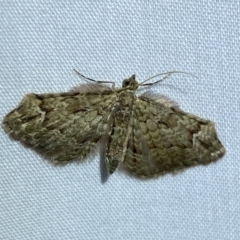 Chloroclystis approximata (Plumed or Cherry Looper) at Jerrabomberra, NSW - 15 Mar 2022 by Steve_Bok