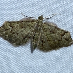 Chloroclystis approximata at Jerrabomberra, NSW - 15 Mar 2022