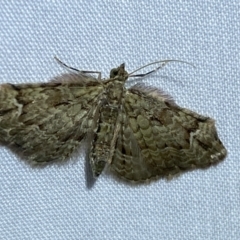 Chloroclystis approximata at Jerrabomberra, NSW - 15 Mar 2022