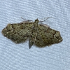 Chloroclystis approximata at Jerrabomberra, NSW - 15 Mar 2022