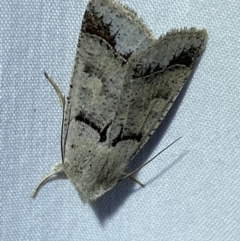 Pantydia sparsa at Jerrabomberra, NSW - suppressed
