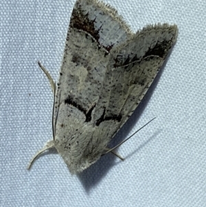 Pantydia sparsa at Jerrabomberra, NSW - suppressed