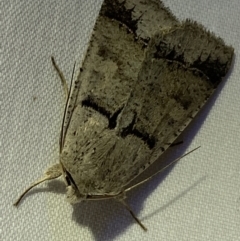 Pantydia sparsa at Jerrabomberra, NSW - suppressed