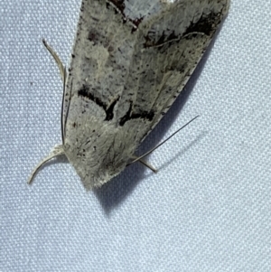 Pantydia sparsa at Jerrabomberra, NSW - suppressed