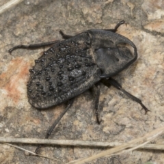 Helea ovata (Pie-dish beetle) at Molonglo Valley, ACT - 9 Mar 2022 by AlisonMilton