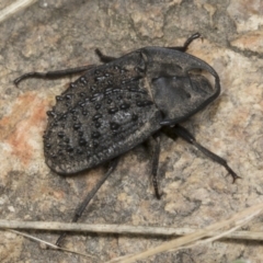 Helea ovata (Pie-dish beetle) at Kama - 8 Mar 2022 by AlisonMilton