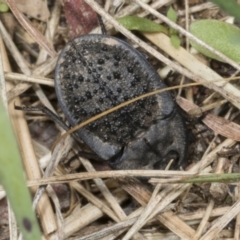 Helea ovata at Molonglo Valley, ACT - 9 Mar 2022 10:51 AM