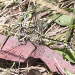 Orthetrum caledonicum (Blue Skimmer) at Molonglo River Reserve - 8 Mar 2022 by AlisonMilton