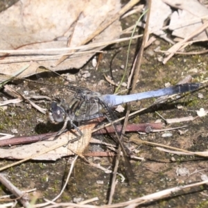 Orthetrum caledonicum at Molonglo River Reserve - 9 Mar 2022