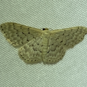 Idaea philocosma at Jerrabomberra, NSW - 15 Mar 2022