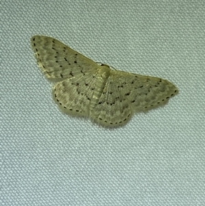 Idaea philocosma at Jerrabomberra, NSW - 15 Mar 2022