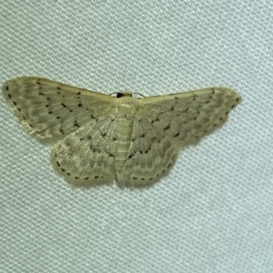 Idaea philocosma at Jerrabomberra, NSW - 15 Mar 2022