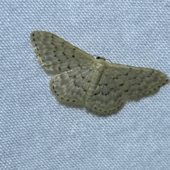 Idaea philocosma at Jerrabomberra, NSW - 15 Mar 2022