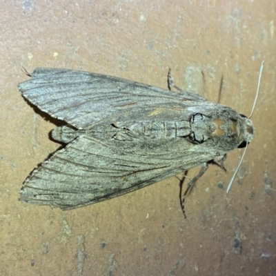 Agrius convolvuli (Convolvulus Hawk Moth) at QPRC LGA - 15 Mar 2022 by SteveBorkowskis