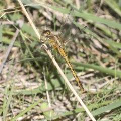 Diplacodes bipunctata (Wandering Percher) at Kama - 8 Mar 2022 by AlisonMilton