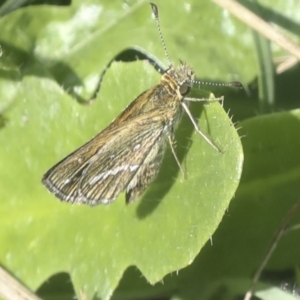 Taractrocera papyria at Stromlo, ACT - 9 Mar 2022 10:48 AM