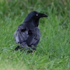 Corvus coronoides at Gordon, ACT - 16 Mar 2022