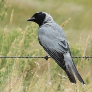 Coracina novaehollandiae at Gordon, ACT - 16 Mar 2022