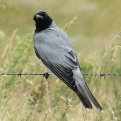 Coracina novaehollandiae at Gordon, ACT - 16 Mar 2022