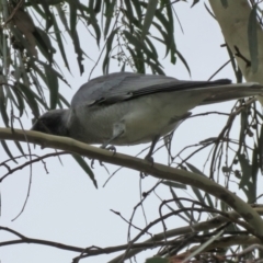 Coracina novaehollandiae at Gordon, ACT - 16 Mar 2022