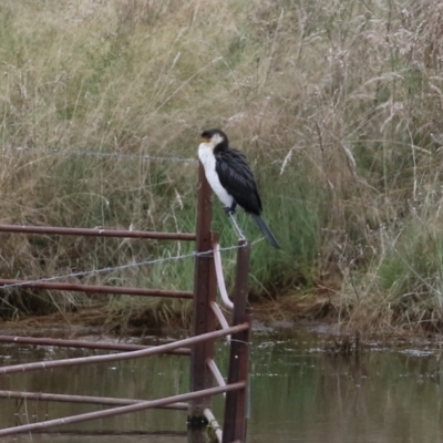 Microcarbo melanoleucos (Little Pied Cormorant) at Lanyon - northern section - 16 Mar 2022 by RodDeb