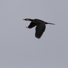 Microcarbo melanoleucos at Gordon, ACT - 16 Mar 2022 01:35 PM