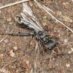 Myrmecia sp., pilosula-group (Jack jumper) at Molonglo Valley, ACT - 8 Mar 2022 by AlisonMilton