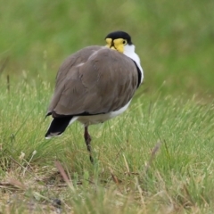 Vanellus miles (Masked Lapwing) at Gordon, ACT - 16 Mar 2022 by RodDeb