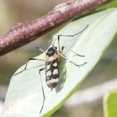 Gynoplistia sp. (genus) (Crane fly) at Kama - 9 Mar 2022 by AlisonMilton