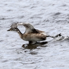 Tachybaptus novaehollandiae (Australasian Grebe) at Gungahlin, ACT - 19 Jan 2022 by AlisonMilton