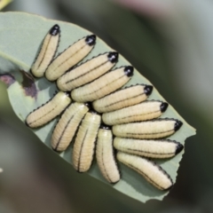 Paropsisterna cloelia (Eucalyptus variegated beetle) at Acton, ACT - 4 Feb 2022 by AlisonMilton