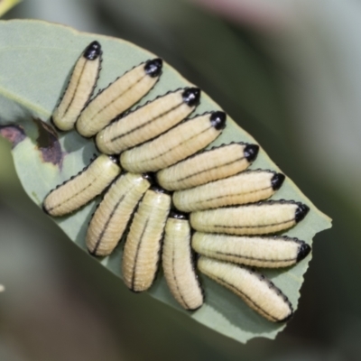Paropsisterna cloelia (Eucalyptus variegated beetle) at Acton, ACT - 4 Feb 2022 by AlisonMilton